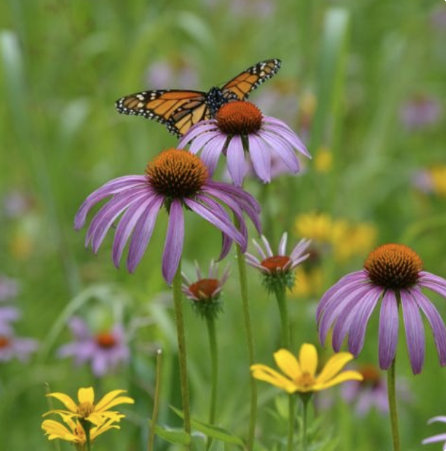 Purple coneflowers in a field with a monarch butterfly on top. 